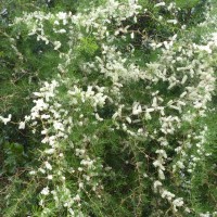 Asparagus racemosus Willd.